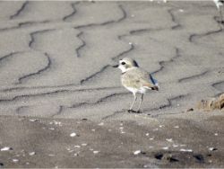 Snowy Plover